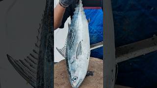🐟 Giant Tuna Fish Cutting Skills 🔥 Super Fast Fish Cleaning Tuna #fish verry fast cutting skills