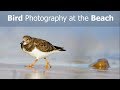 Bird Photography at the Beach - Photographing Waders with a Frying Pan..