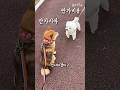 시바견과 비숑이 서로 안 가겠다고…