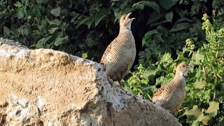 Grey Francolins Loud Sounds Teetar Birds Fighting Sounds