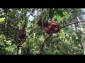 Orang Utan smacks down makaak in BukitLawang