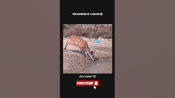 Scalper TRADING Secrets REVEALED!📈😂🤑|| #shortfeed #trading #memes