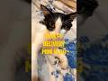 My cat’s delivery #minivlog #cat #catlove #catdelivery #catvideos #kitten #catshorts #pets #petlover