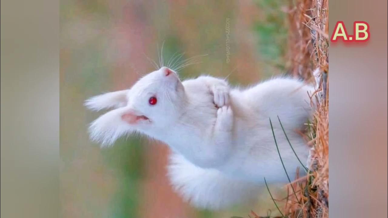 Nice_ringtone with rabbit _রিংটোন YouTube