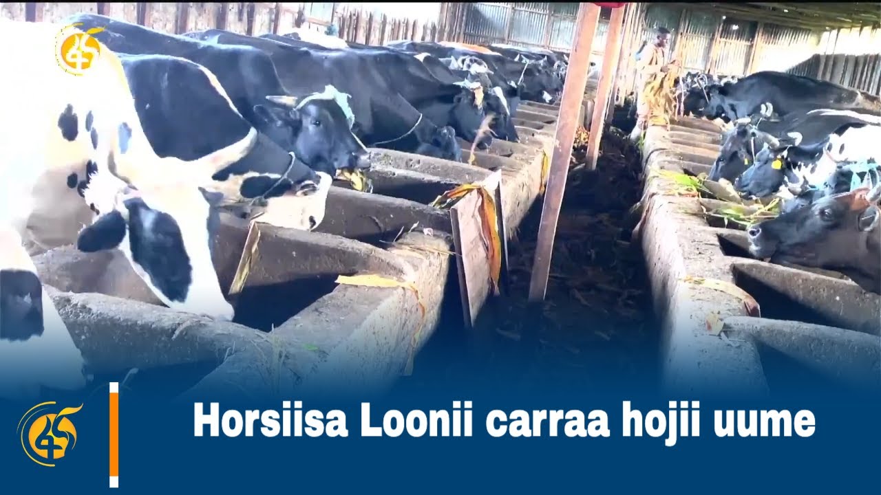 Horsiisa Loonii carraa hojii uume