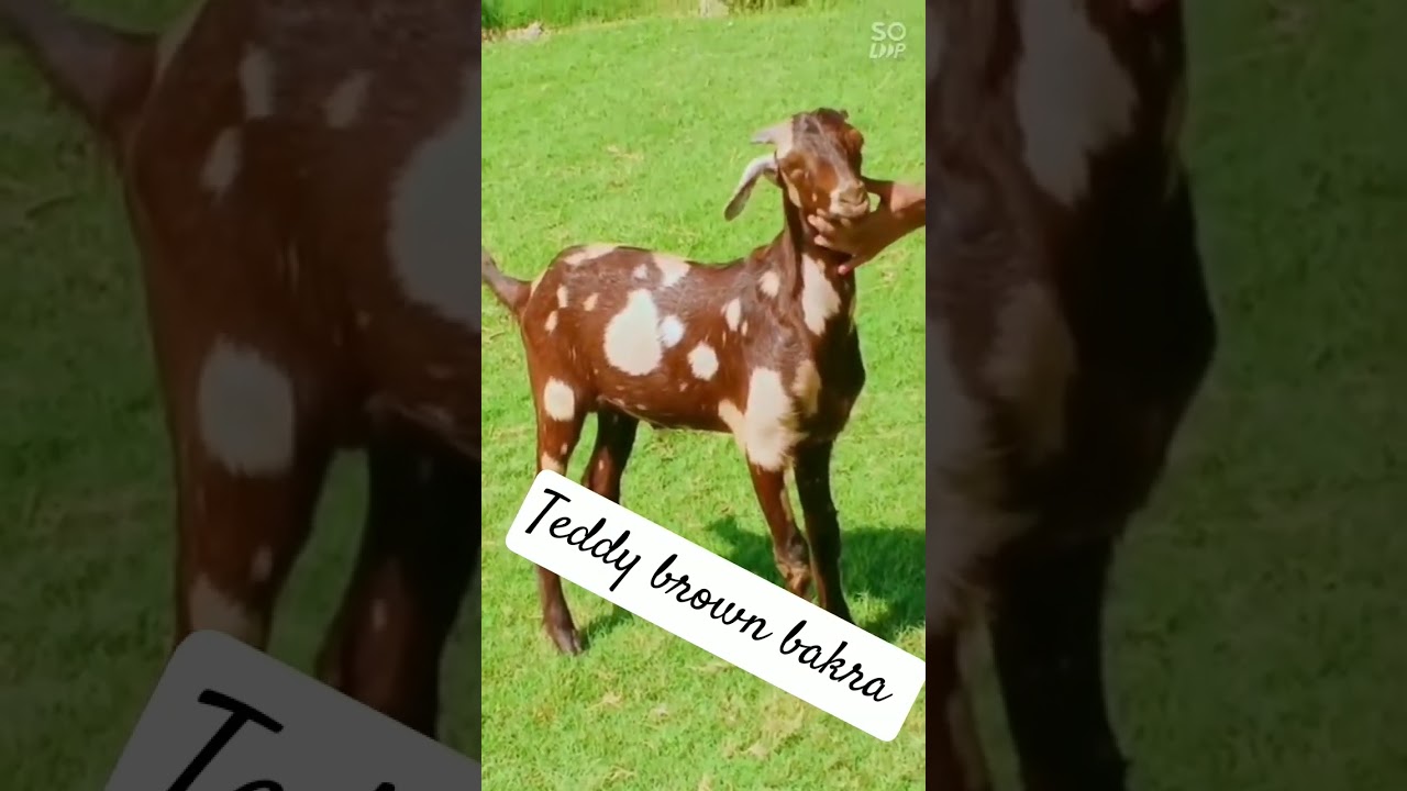 Teddy brown bakra . 