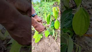 Cette opération fait exploser mes poivriers 😳🌿🔥 #Poivre #AgricultureFormation