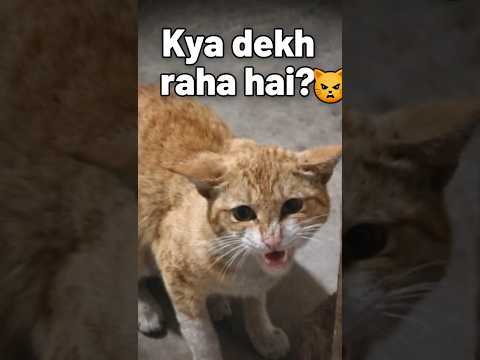 Kya Dekh Raha Hai Shorts 