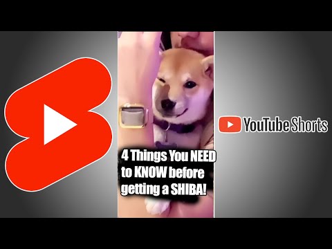 4 Things you NEED to know BEFORE Getting a SHIBA INU