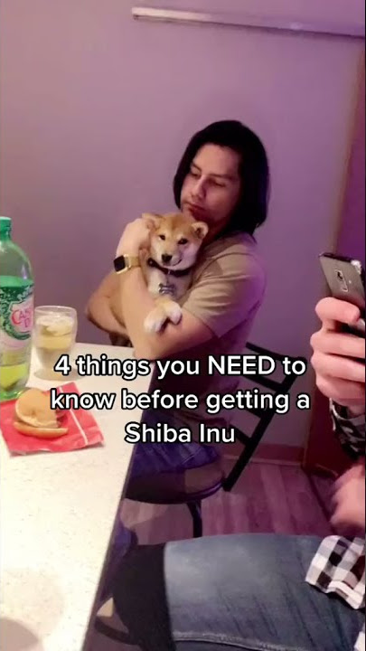 4 Things you NEED to know BEFORE Getting a SHIBA INU