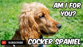 A Fun Guide To Cocker Spaniels #dog #dogs #cockerspaniel