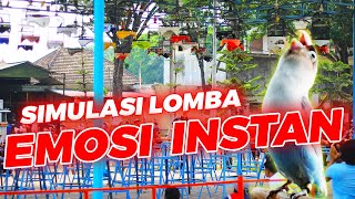 SIMULASI LOMBA LOVEBIRD DEWASA FIGHTER 🔥🔥🔥