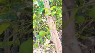 Grown lemons #lemon #lemontree