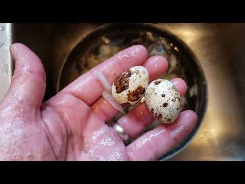 Video: How To Cook Hard Boiled Quail Eggs