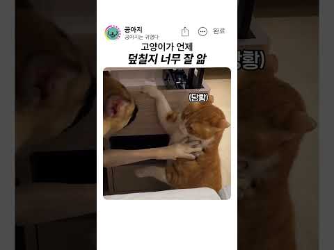 하도 당해서 타이밍을 익힘 #반려견 #강아지 thumbnail