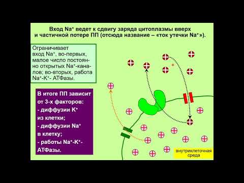 Дубынин В. А. - Химия мозга - Нейроны и потенциалы действия