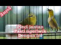 Terapi pleci supaya ngeriwik || untuk semua jenis pleci ||