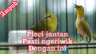 Terapi pleci supaya ngeriwik| untuk semua jenis pleci|