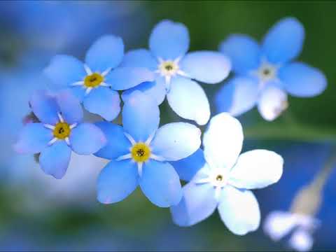 忘れな草・アルト（MIDI）