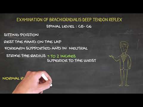 Examination of the Brachioradialis Deep Tendon Reflex