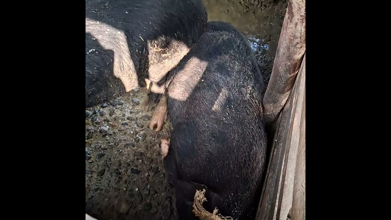 Jhapali sungur Birtamod (pig) Nepali pig farm