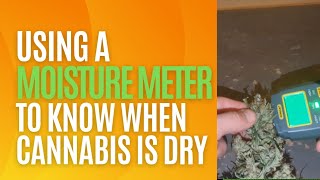 How to Use a MOISTURE METER to Know if Your Cannabis is Dry