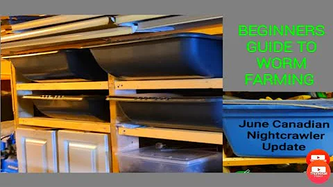 Beginners Guide To Worm Farming #whytedavyconstructionfarm