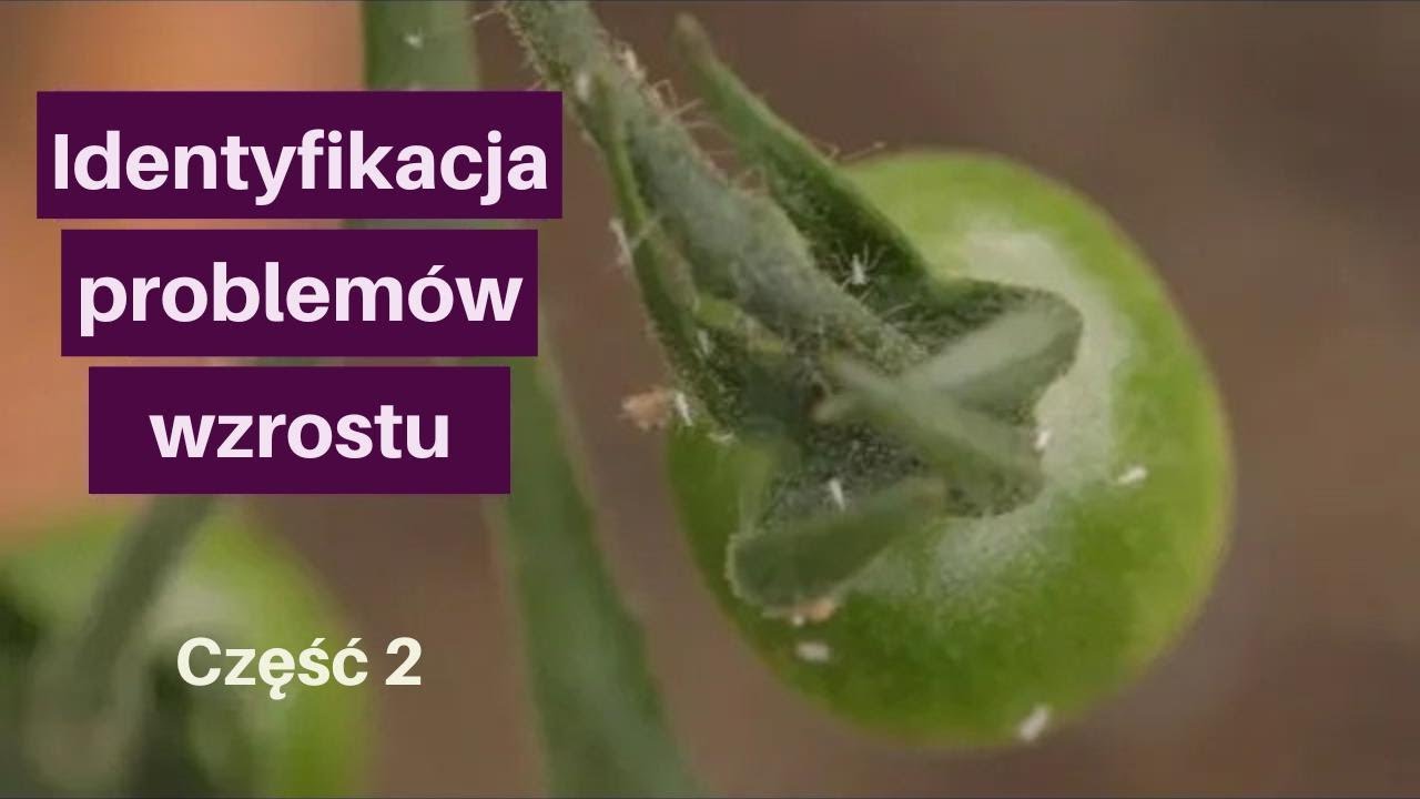 Jak poradzić sobie z mszycami, zwijaniem liści pomidorów, minierką i plamistościami