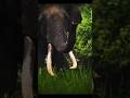 Huge, cute elephant🐘🐘#shorts