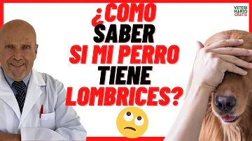 ¿Cómo actúan los perros cuando tienen lombrices?