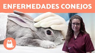 Las ENFERMEDADES de los conejos MÁS COMUNES