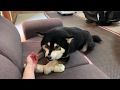 ガル遊び終わり...と言われて悲しげな柴犬。ボクは、もっとガルガルしたいんです