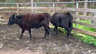 IMG 9785