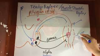 8. Phản Xạ Gân Cơ Phản Xạ Căng Cơ Trong Tổn Thương Trung Ương Và Ngoại Biên?