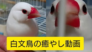 白文鳥の癒し動画 Youtube