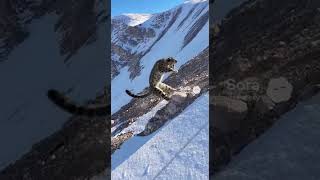 Snow Leopard vs Goat: Icy Slip Saves Prey in Alpine Chase #wildlife #predator