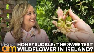 Honeysuckle Foraging in Ireland | Folklore, Remedies & Childhood Memories