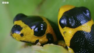 2 Hours of Incredible Animal Moments | BBC Studios