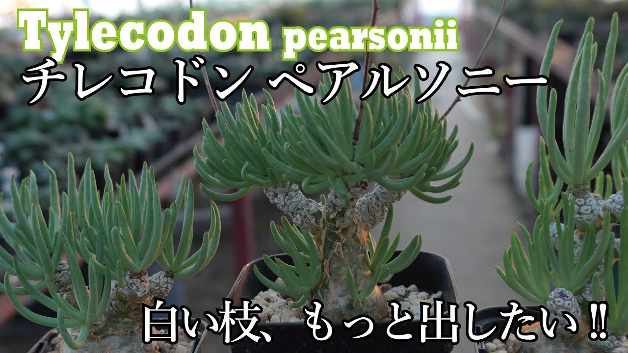 チレコドン・ペアルソニー～白象～発根管理 || Tylecodon pearsonii