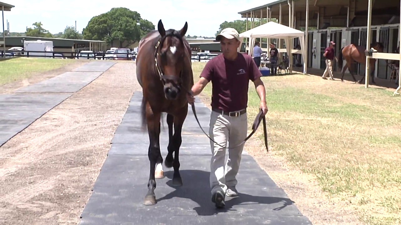 Morning Line colt named Seven Trumpets West Point Thoroughbreds Horse