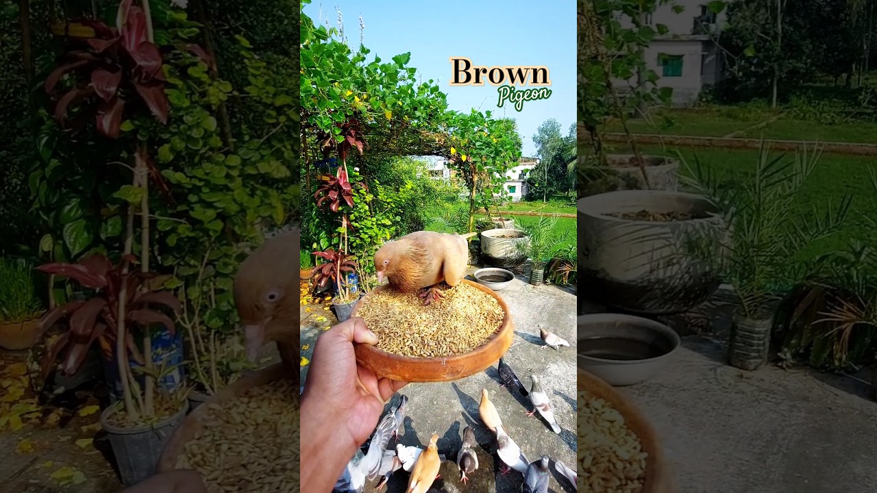 Brown Pigeon Enjoys a Meal in Nature 