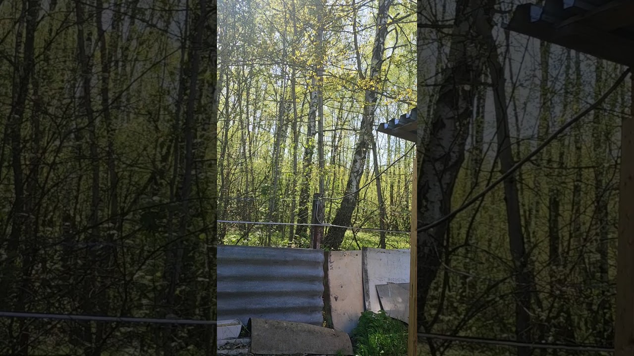 ВЕСНА - На даче птичка свила гнездо - YouTube