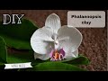 DIY. Handmade Phalaenopsis Tutorial [polymerclay, sugarcraft, coldporcelain, airdryclay]