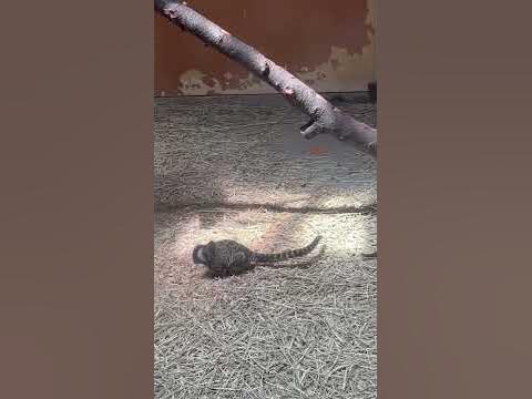 희귀종이된 알라꼬리원숭이👌쿨^ - Youtube