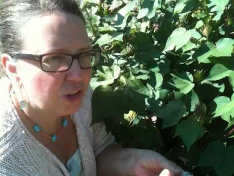 Medicinal Minute: Cotton (Gossypium spp.)