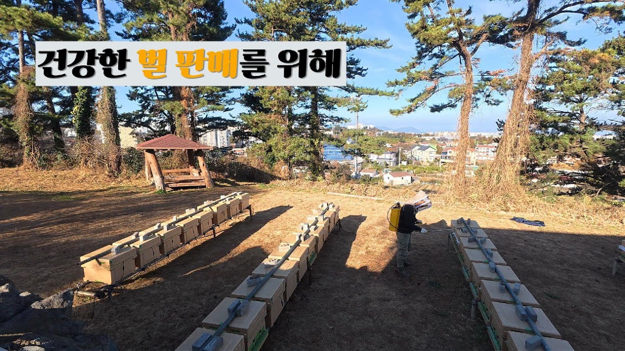 건강한 벌 판매를 위해