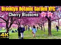 Cherry Blossoms @ Brooklyn Botanic Garden NYC 🇺🇸 2022