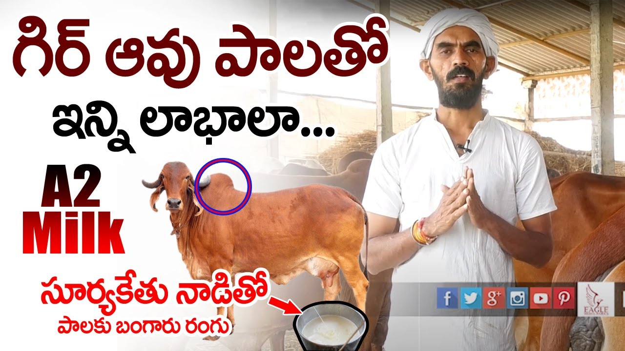 గిర్ ఆవుపాలతో ఇన్ని లాభాలా Health Benefits of Gir Cow Milk & Ghee