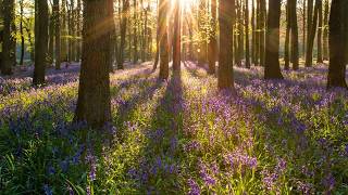 Bluebell Forest Walk at Golden Hour | Peaceful Woodland Ambience (1 Hour 4K)