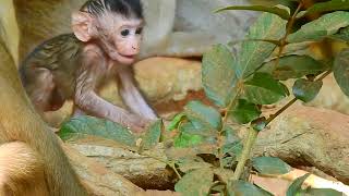 Oh, so wonderful is this! owing to the fact that you are caring by Baby Monkey 159 views 9 days ago 10 minutes, 25 seconds